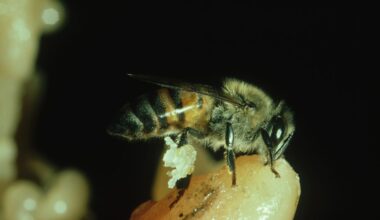 Does the world's deadliest bee deserve its killer reputation?