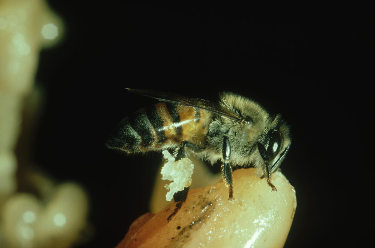 Does the world's deadliest bee deserve its killer reputation?