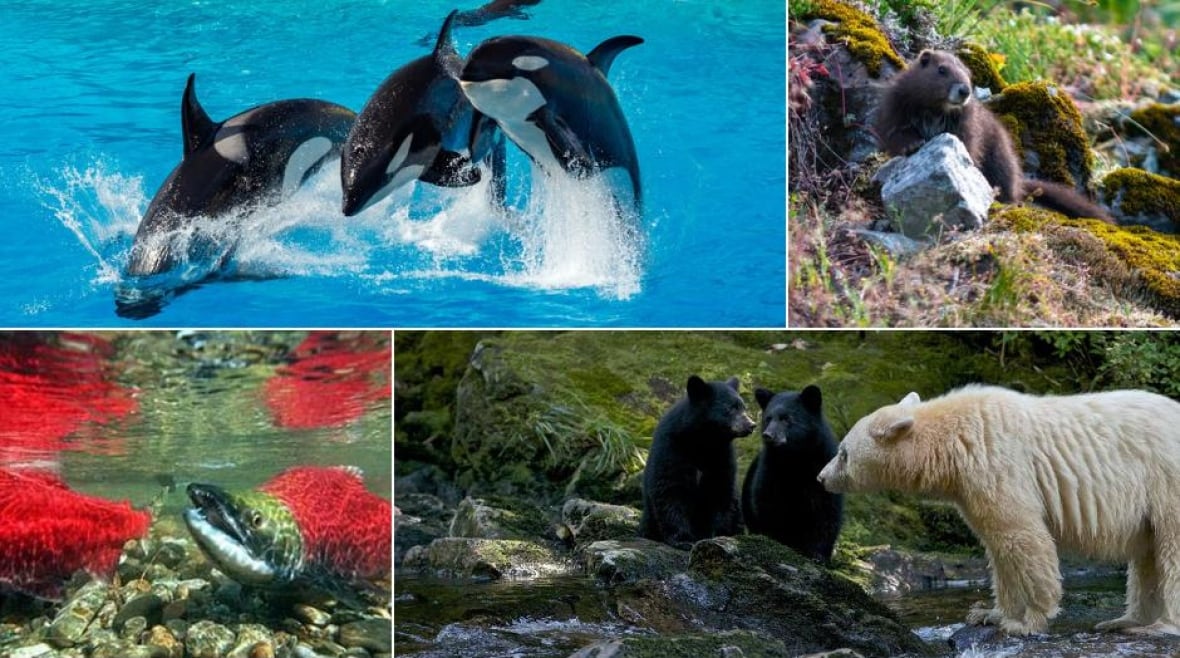 A composite photo of orcas, marmots, sockeye salmon and a spirit bear over an undulating green landscape with fluffy clouds.