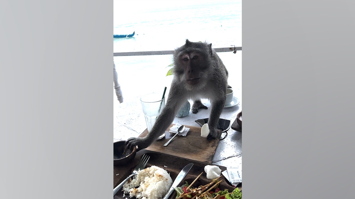 A monkey is pictured stealing a food item at Bingin Beach in Bali, Indonesia.