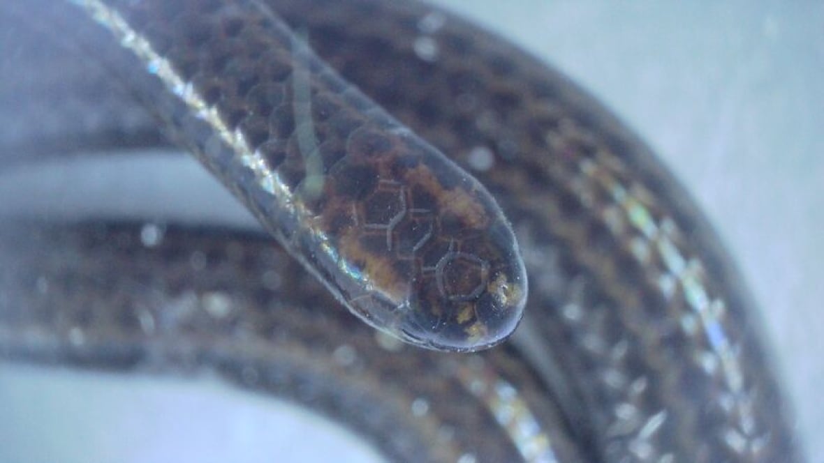 Closeup on an extremely small brown and golden snake