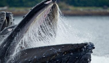 "Its mouth is actually bigger than its body": Meet the biggest mouths in the animal kingdom, including one that's 5m long, 4m high and 2.4m wide