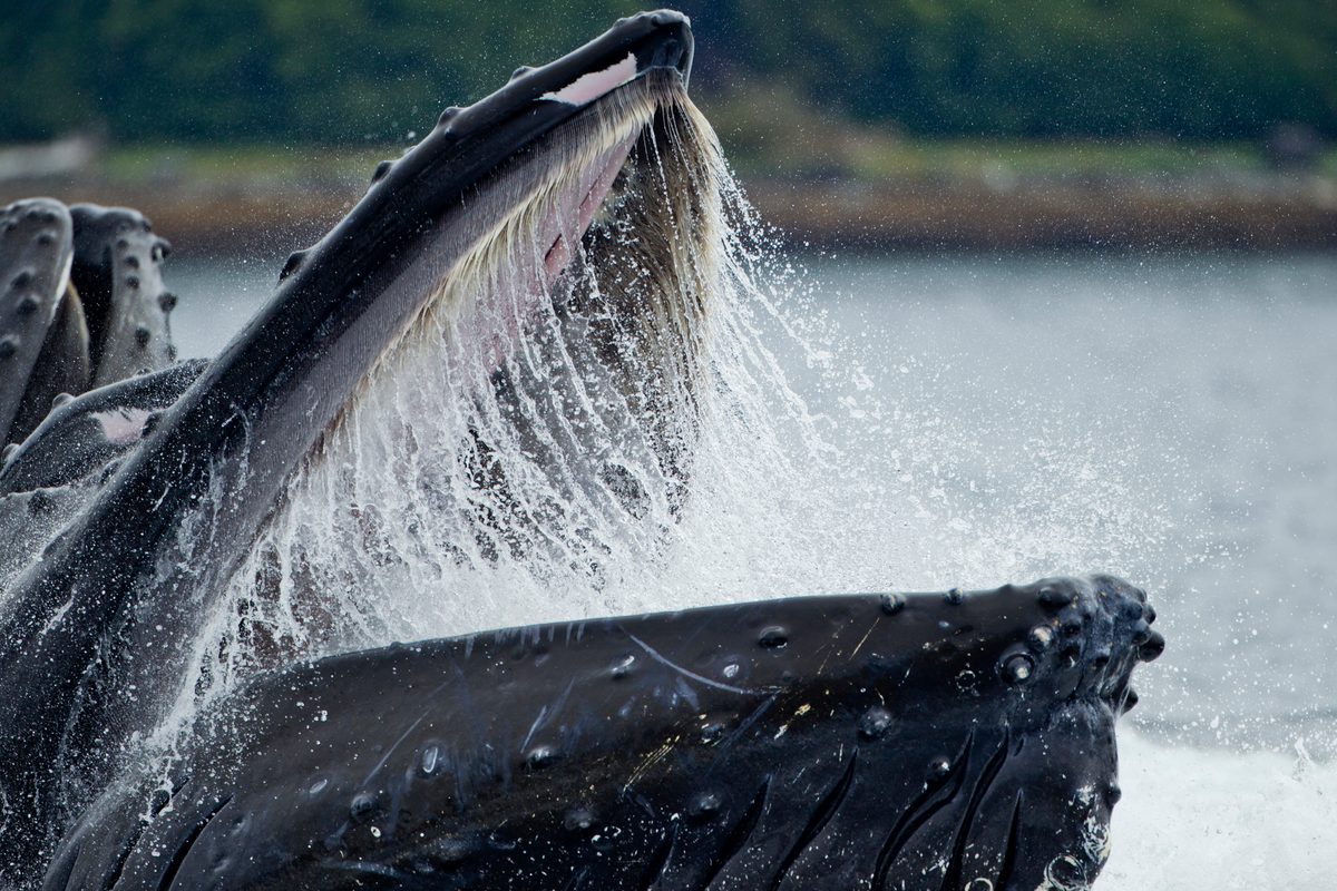 "Its mouth is actually bigger than its body": Meet the biggest mouths in the animal kingdom, including one that's 5m long, 4m high and 2.4m wide