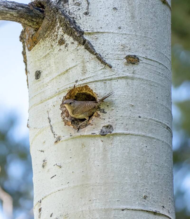 Bird Nesting In Aspen Trunk