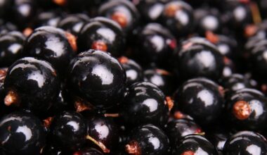 Why Blackcurrant Extract Is the Natural Performance Booster Athletes Are Using Now
