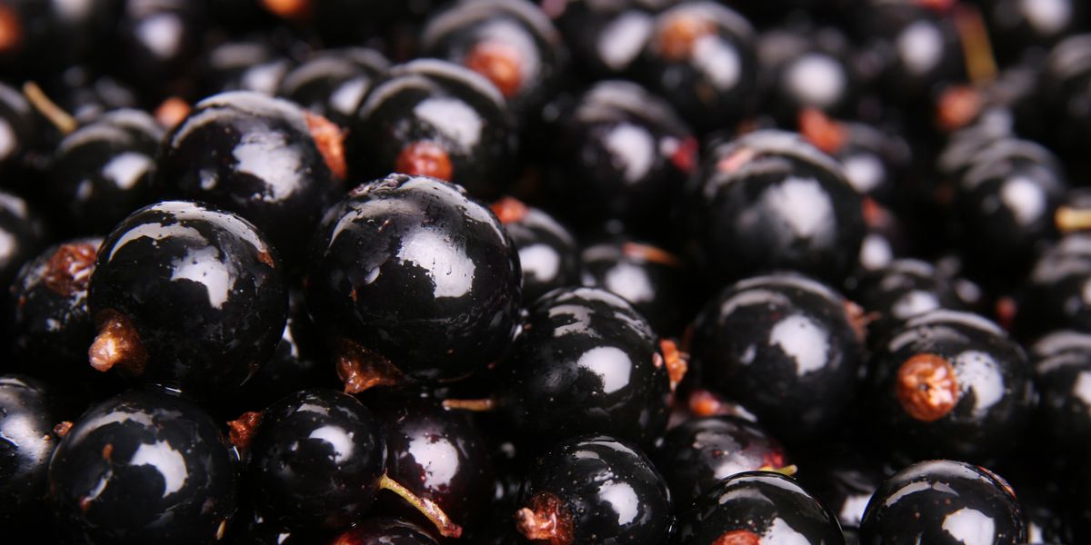 Why Blackcurrant Extract Is the Natural Performance Booster Athletes Are Using Now