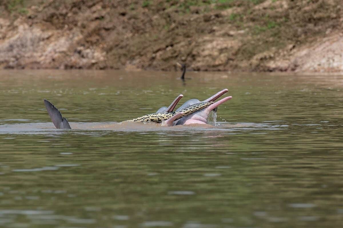 Bolivian River Dolphins Were Spotted Toying With A Beni Anaconda In August 2021