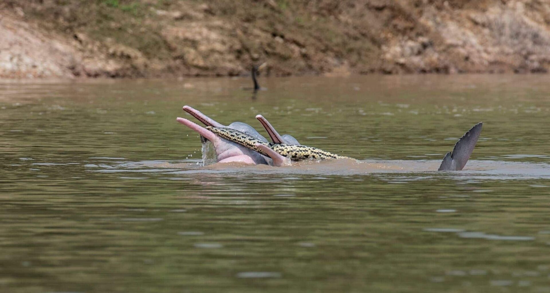 Bolivian River Dolphins Were Spotted Toying With A Beni Anaconda In August 2021