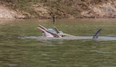 Bolivian River Dolphins Were Spotted Toying With A Beni Anaconda In August 2021