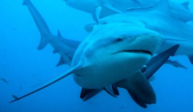 It's huge, crotchety, has a fondness for head butting, and is dangerous to humans – oh and can be found in BOTH rivers and oceans