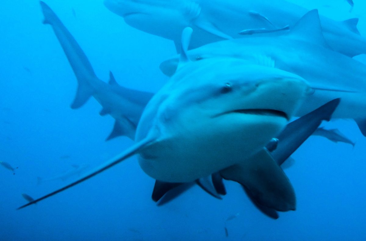 It's huge, crotchety, has a fondness for head butting, and is dangerous to humans – oh and can be found in BOTH rivers and oceans