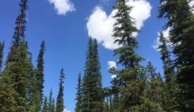 Unproductive Alberta farmland to be converted back to forest