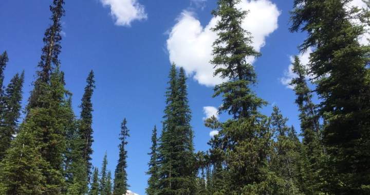 Unproductive Alberta farmland to be converted back to forest