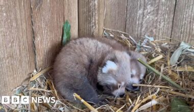 Red panda twins born in Isle of Wight zoo breeding programme