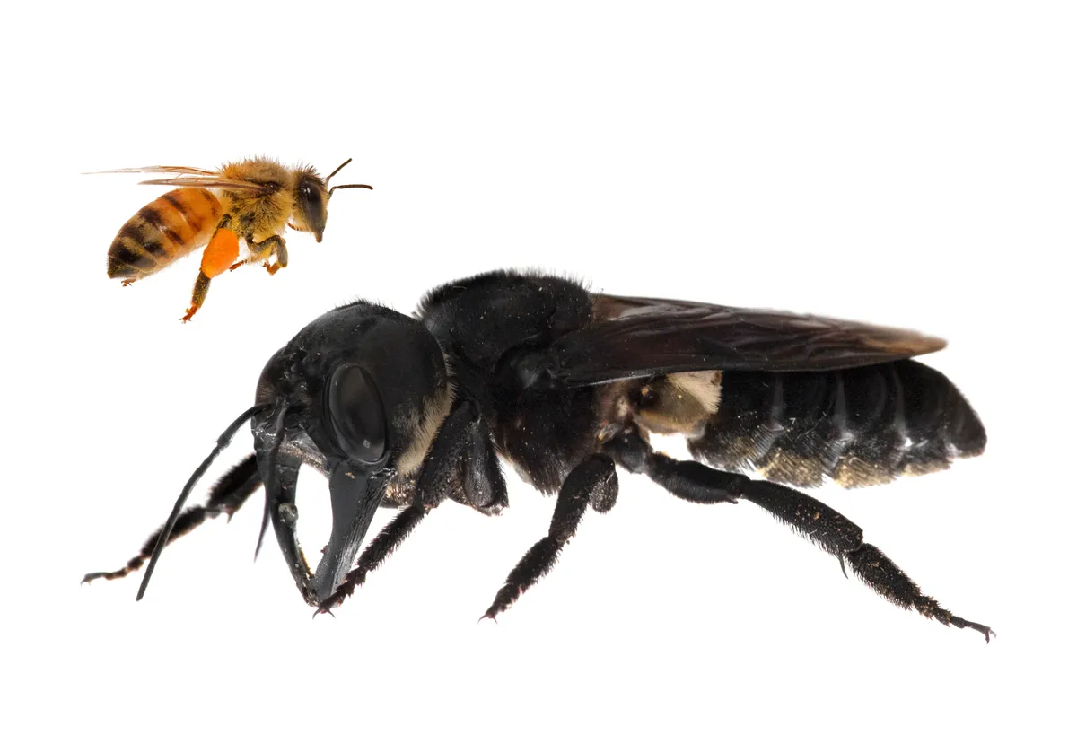 Composite image showing the size difference between a European honeybee work and the female Wallace's giant bee. © Clay Bolt