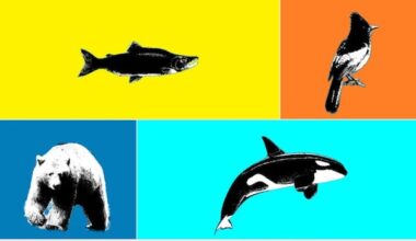 Search for B.C.'s Best Symbol: Animal Semifinals