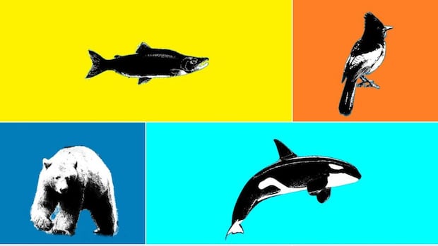 Search for B.C.'s Best Symbol: Animal Semifinals