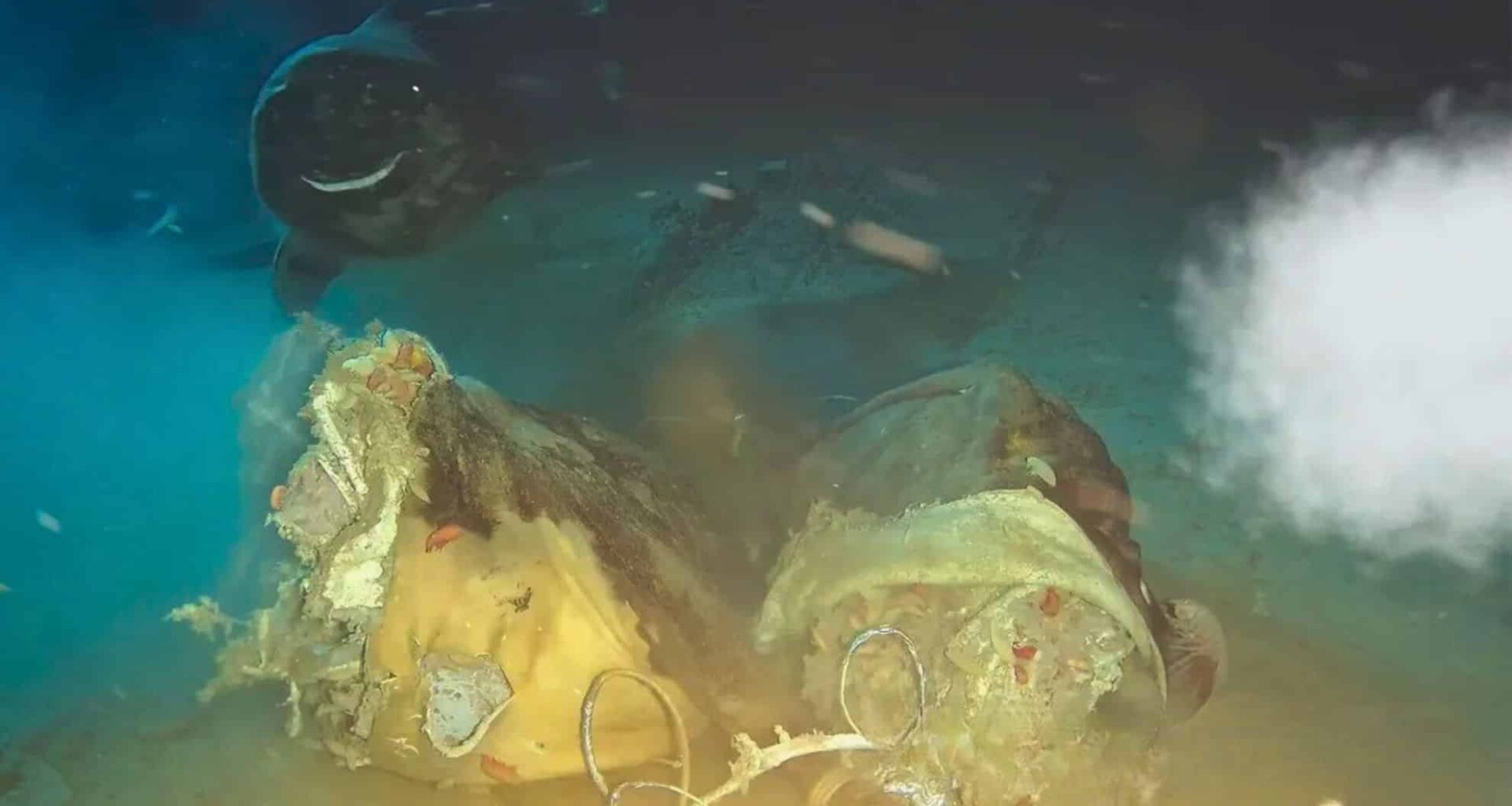 Cow Carcass 1,629 Meters Underwater