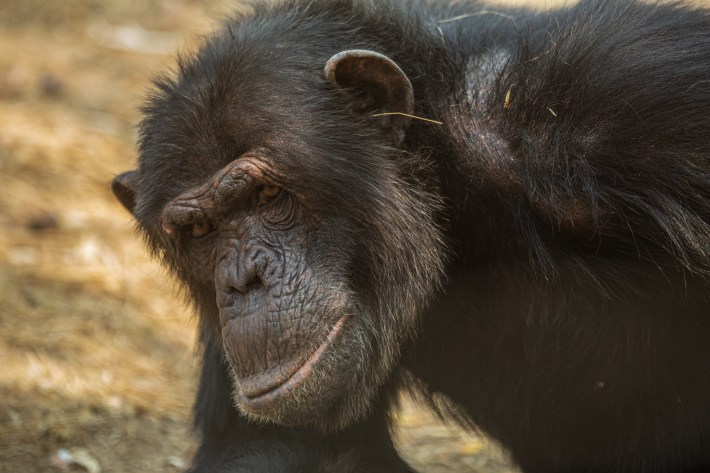 a chimpanzee named Val looking at the camera with a blade of grass sticking out of her ear