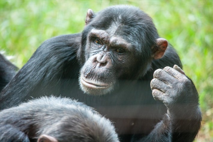 a chimp named Juma with grass in his nose