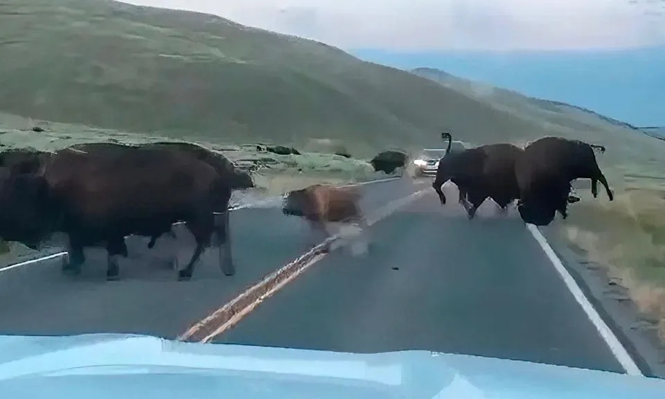 Yellowstone bison clears rival from highway.
