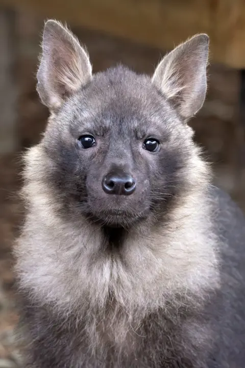 Helen Black Photography Quinn is looking at the camera and appears to be sitting down. We can see his head and shoulders. He has large upright ears that have pale long hair in from of them. His face is dark brown and his eyes and nose look shiny and black. His ruff is made of long pale brown hair and what we can see of his body is dark brown long fur. 