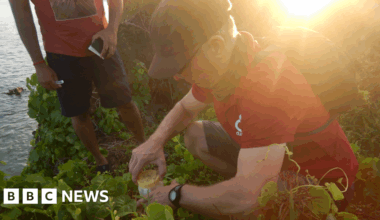 Durrell return threatened gecko species to Mauritius
