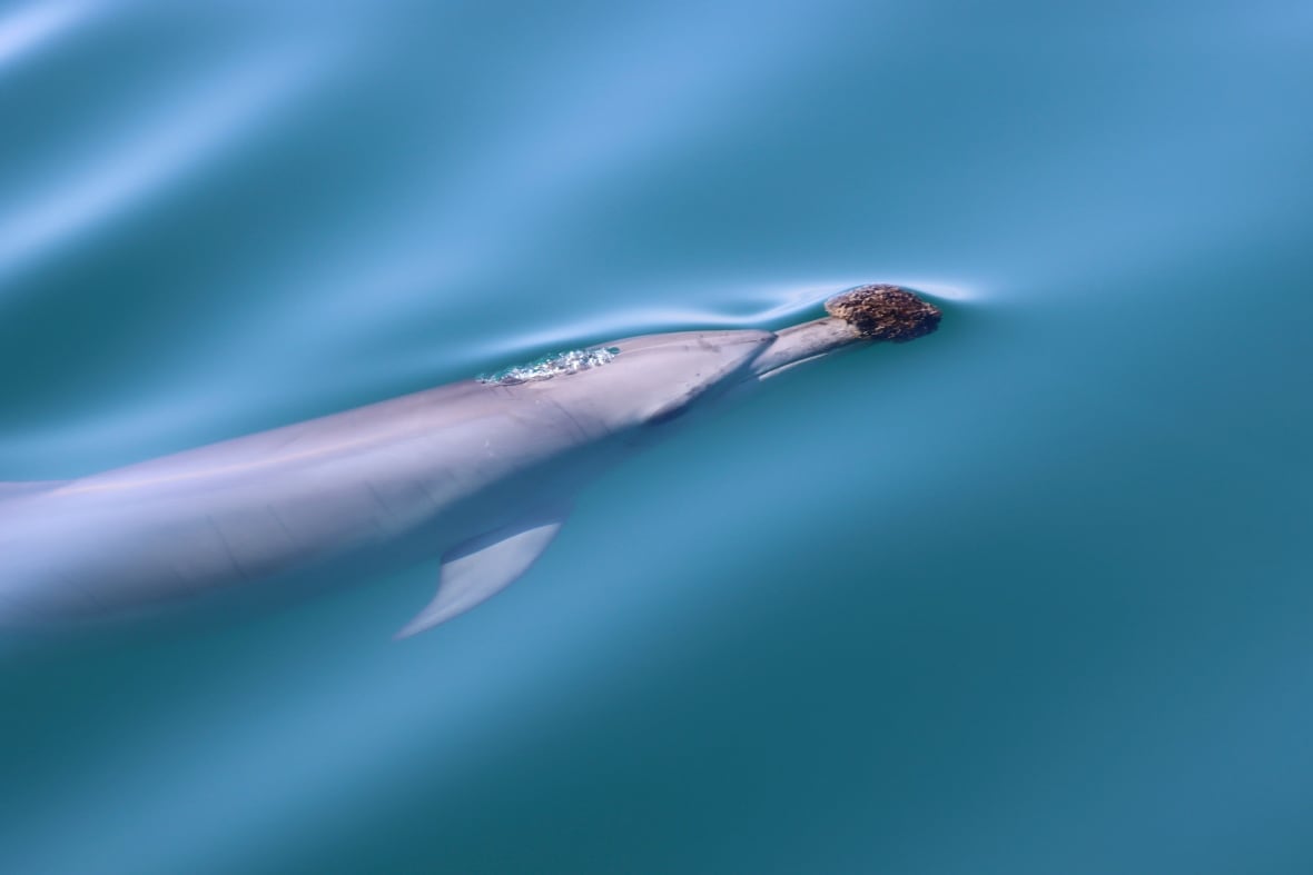 A dolphin swimming along the surface with a small yellow sponge on the tip of its nose