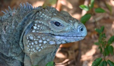 Blue iguanas are bouncing back