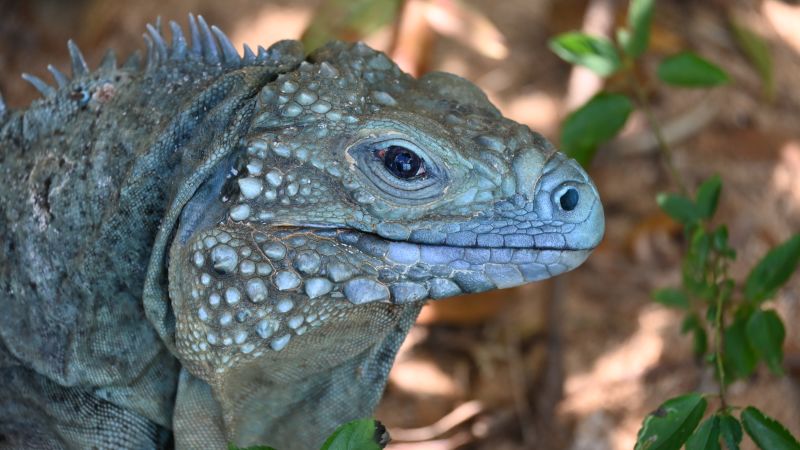 Blue iguanas are bouncing back