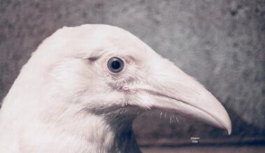 ‘It’s just so sad’: rare white raven suddenly passes away at Errington wildlife sanctuary | NanaimoNewsNOW