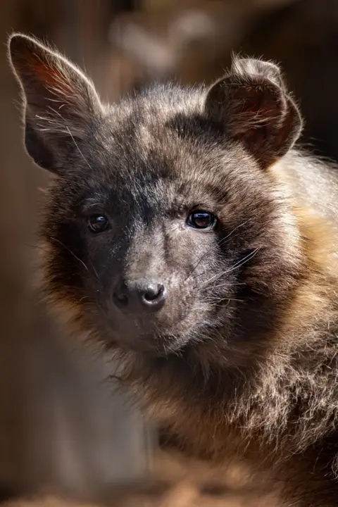 Helen Black Photography Flo is looking at the camera and appears to be standing. She has one upright ear and the other is slightly floppy. Her face is dark brown and she has brown eyes and a dark brown shiny nose. She has long black whiskers and her long fur is a mix of tan and dark brown.