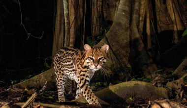 Videos capture an unlikely alliance between ocelots and opossums in the Amazon