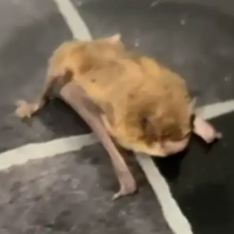 Anne-Marie Murchie A brown bat sitting crawling along a black and white tiled florr