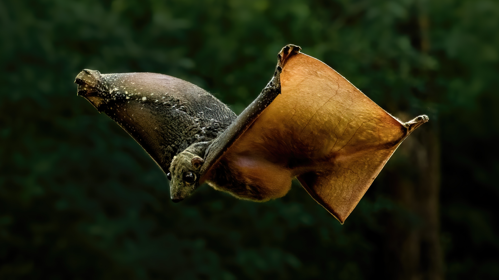Sunda flying lemur, Colugo.