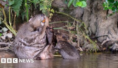 Cornish nature reserve welcomes first beaver babies