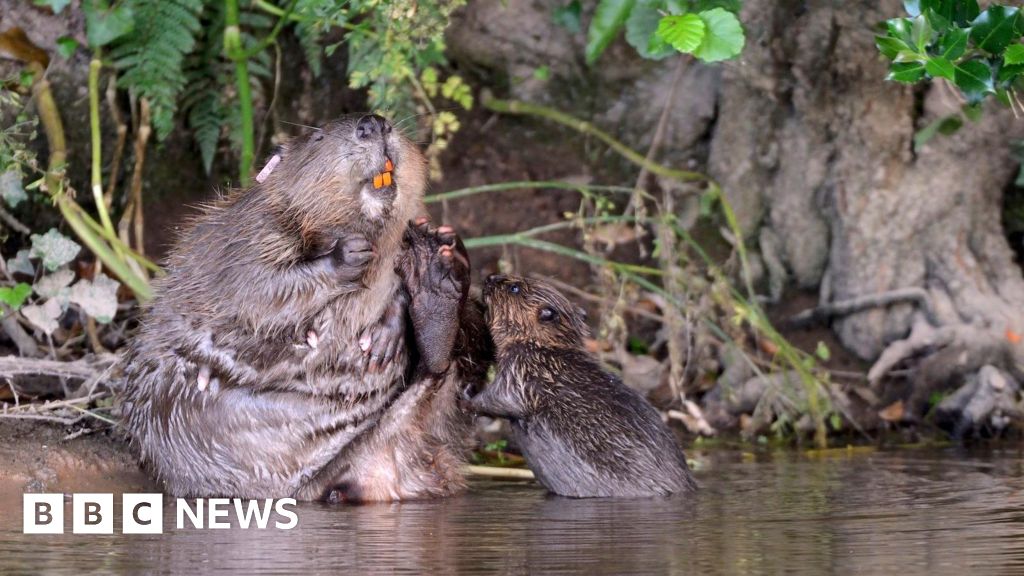Cornish nature reserve welcomes first beaver babies
