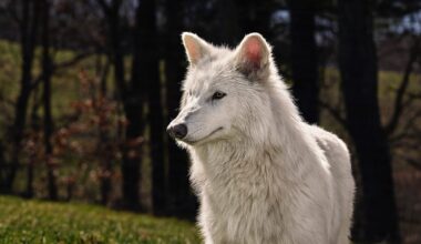 ‘Return’ of the dire wolf is an impressive feat of genetic engineering, not a reversal of extinction