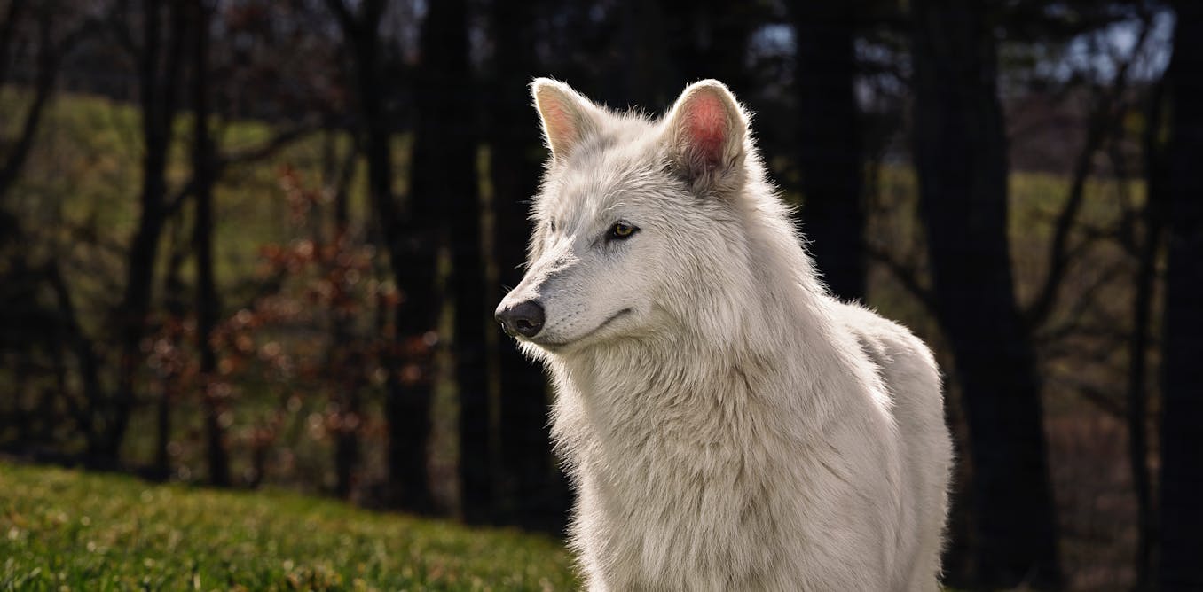 ‘Return’ of the dire wolf is an impressive feat of genetic engineering, not a reversal of extinction