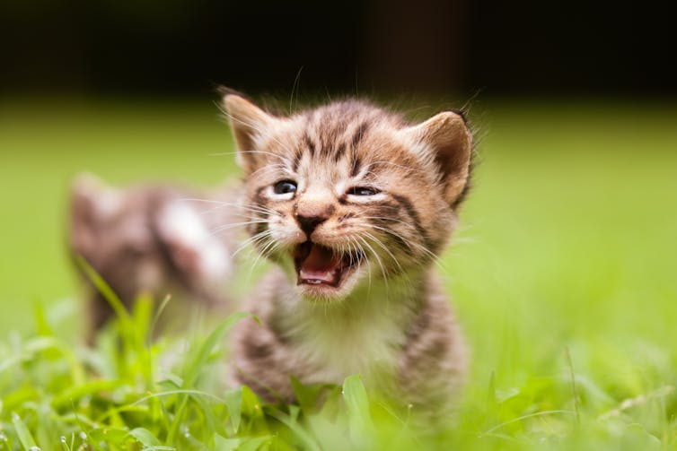 Tabby kitten meowing in the grass