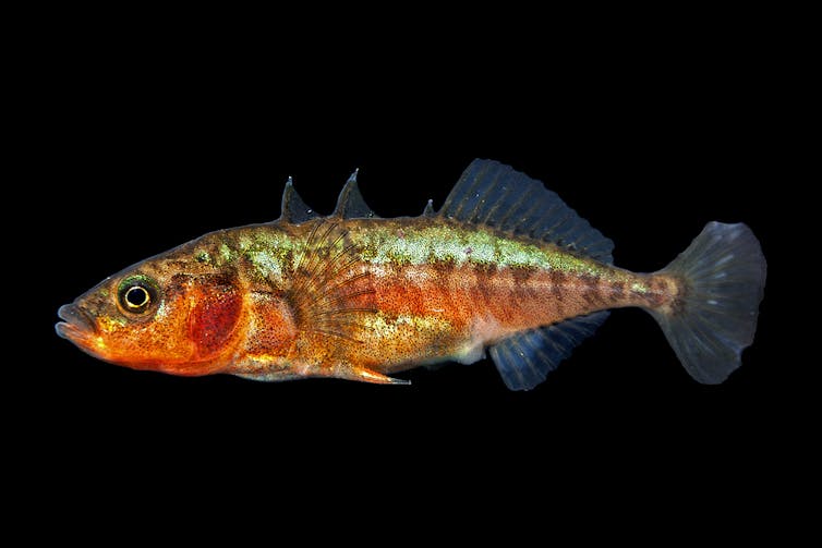 A fish with red and green scales and three spines.