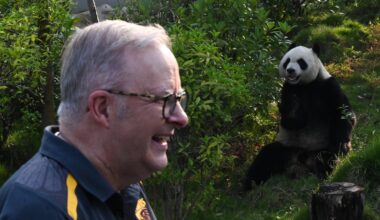 How China’s pandas became its most valuable diplomats – and its vulnerable children