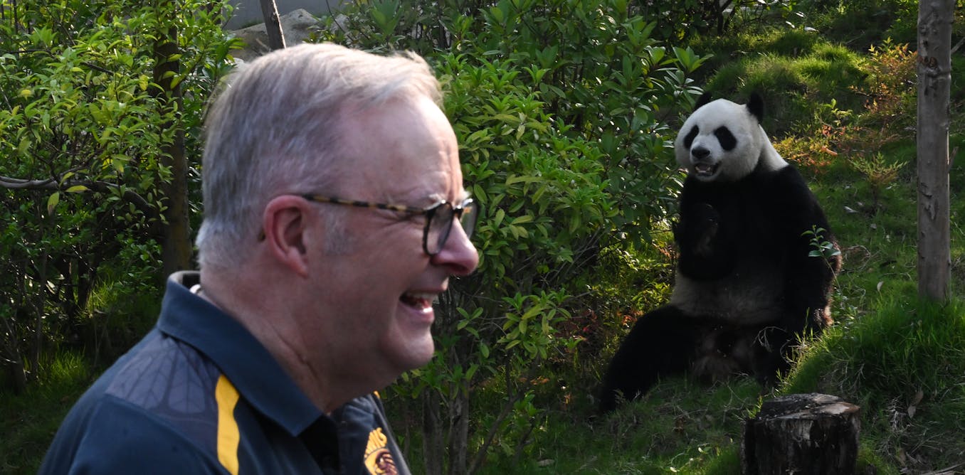 How China’s pandas became its most valuable diplomats – and its vulnerable children