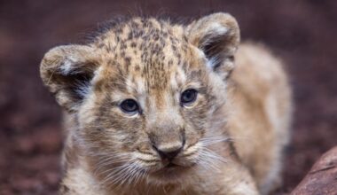 Restaurant in China offers lion cub cuddles alongside afternoon tea