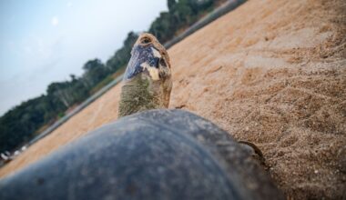 Stunning Drone Footage Reveals Largest Turtle Nesting Site In The World Between Bolivia And Brazil