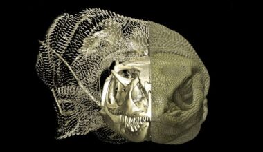 Secret Bone Armor Discovered Beneath Skins of Australian Lizards : ScienceAlert