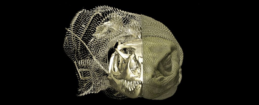 Secret Bone Armor Discovered Beneath Skins of Australian Lizards : ScienceAlert