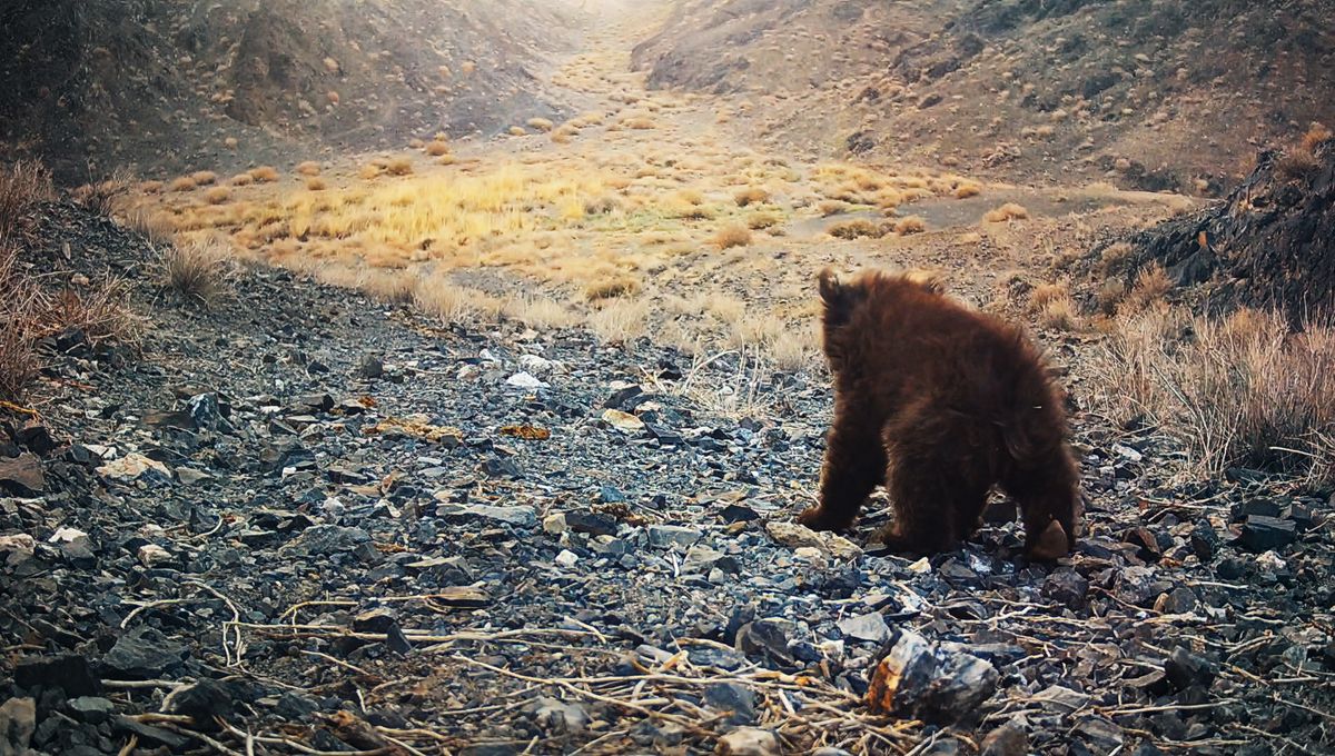 World’s Rarest Bear Cub Caught On Camera Trap In Mongolian Desert, To Wildlife Experts' Delight
