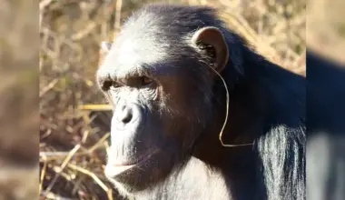 chimpanz&eacute;s herbe oreille
