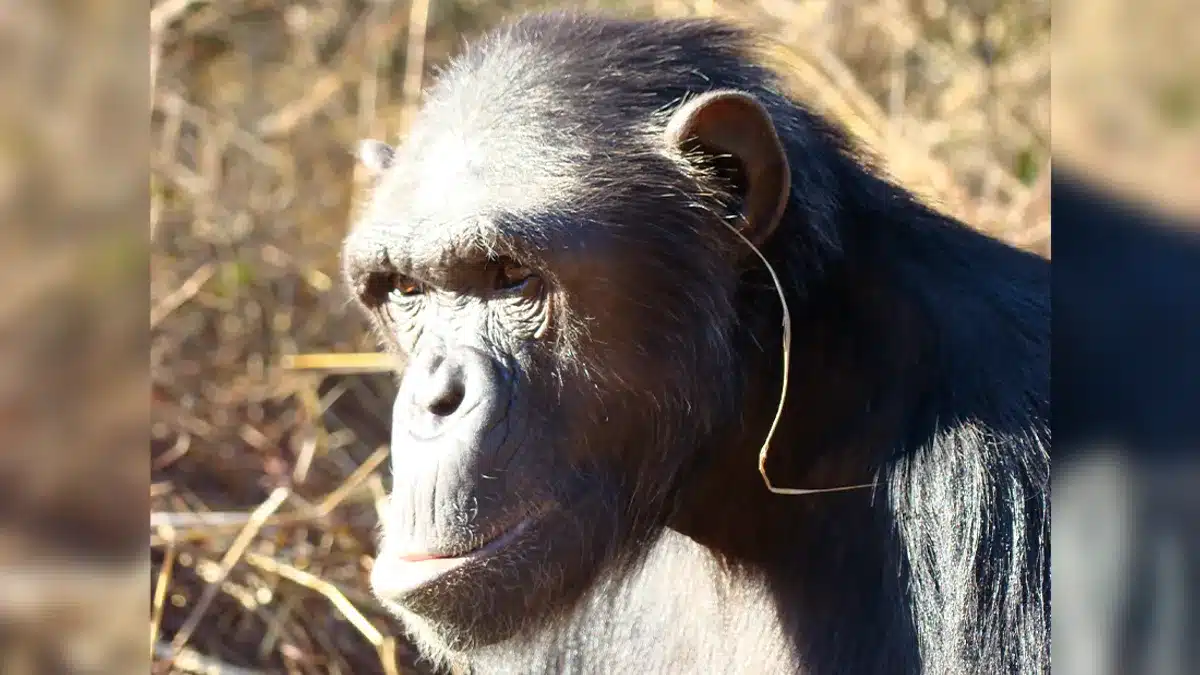 chimpanz&eacute;s herbe oreille